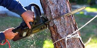 Trusted Leadington, MO  Tree Services Experts