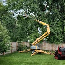 How Our Tree Care Process Works  in  Leadington, MO